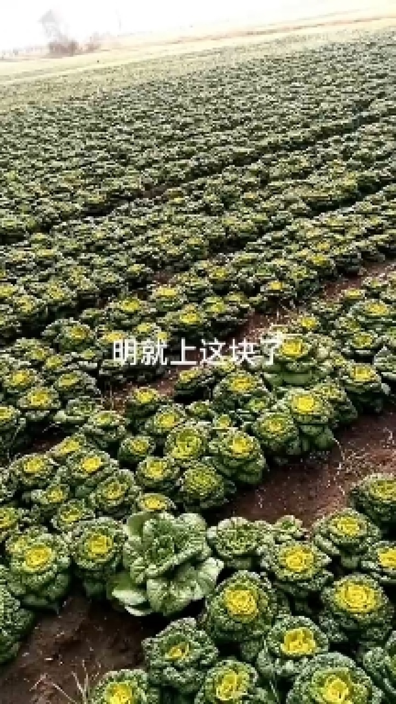 黄心乌自己种几百亩，专业代办，有专业砍菜工，装车，找车