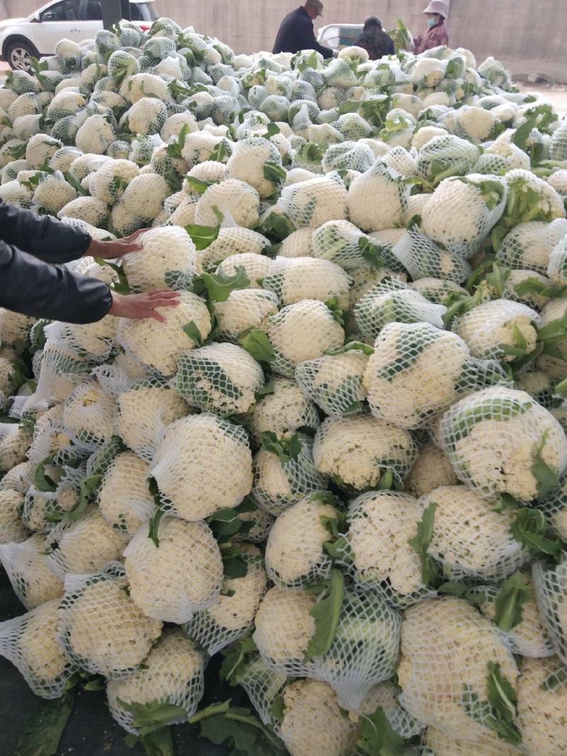 有机花菜菜花青梗散花菜小米粒花菜全国代发