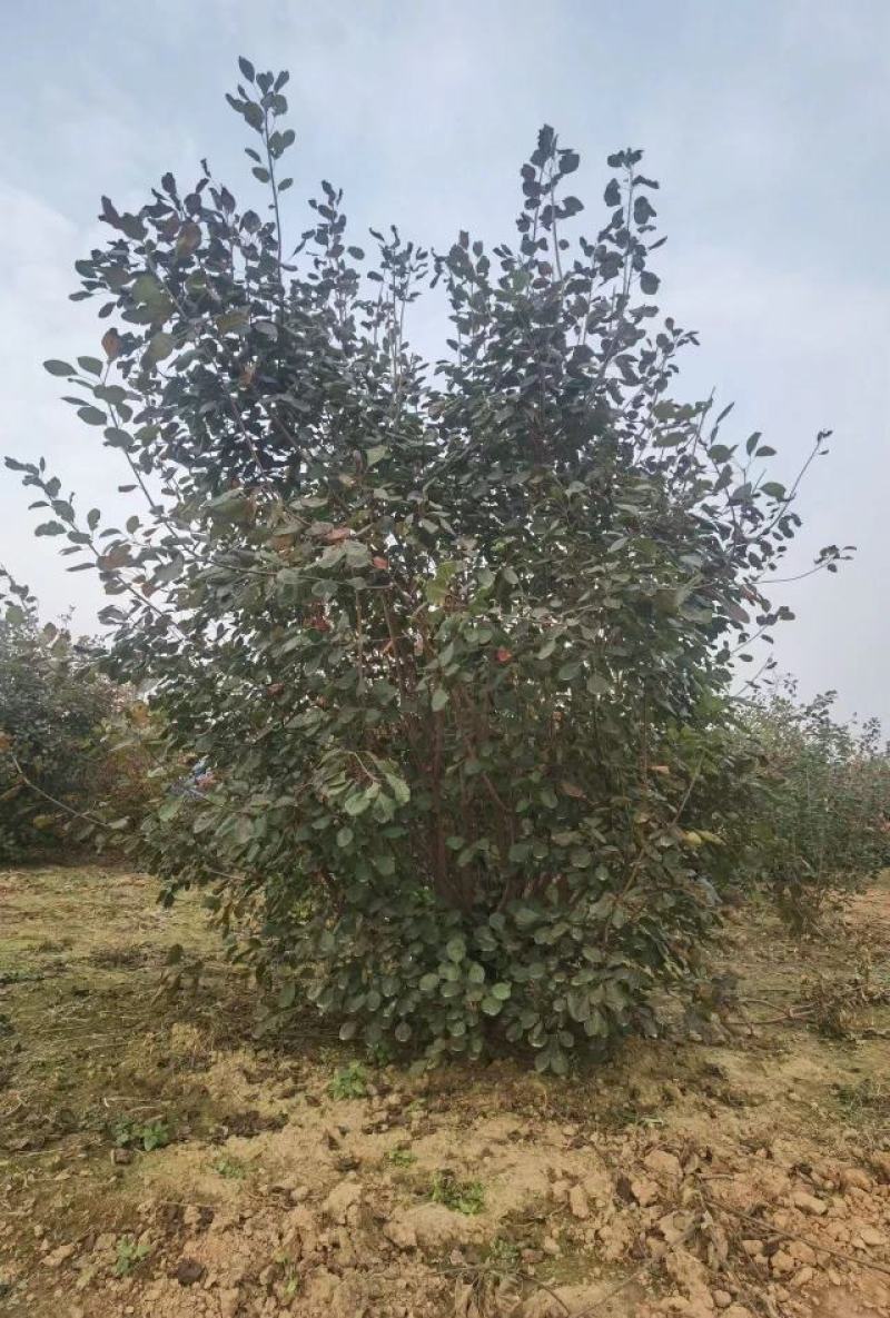 精品黄栌基地直供一手货源价格优惠全国发货欢迎致电