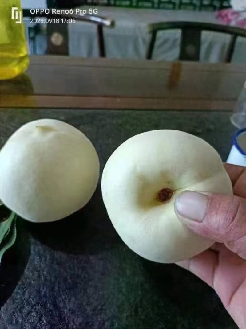 冬桃，映霜红