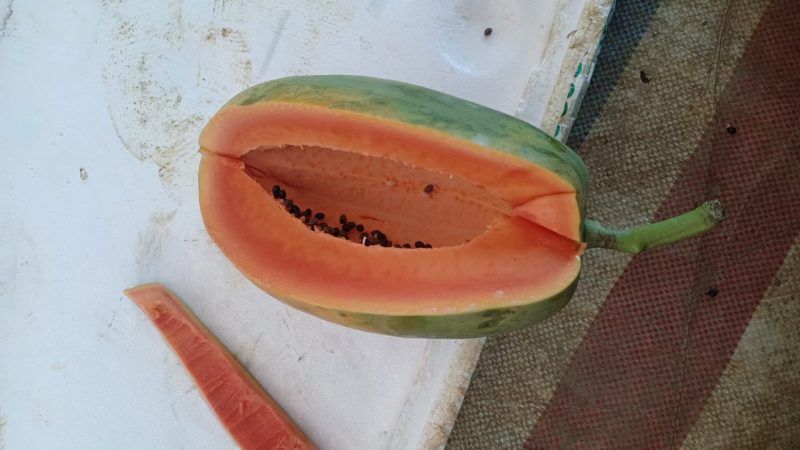 广西无籽木瓜供应，需要请来电咨询，诚信经营，质量保证按需