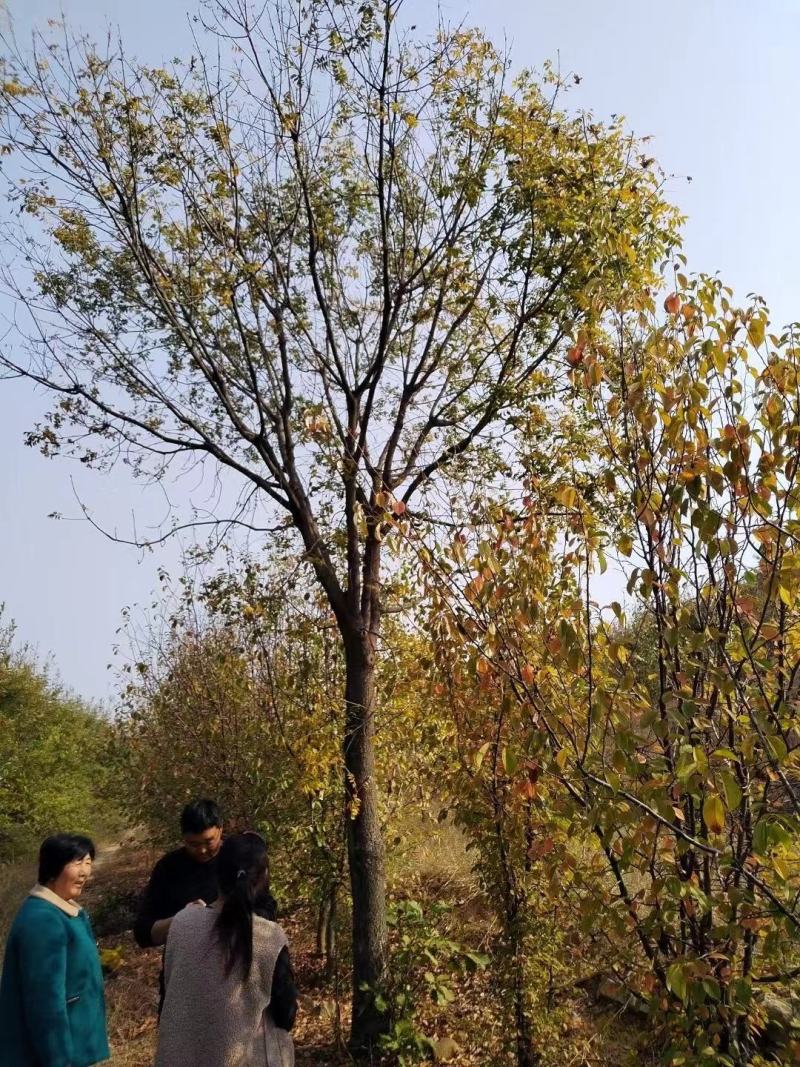 精品黄连木规格齐全产地直一手货源价格优惠欢迎致电