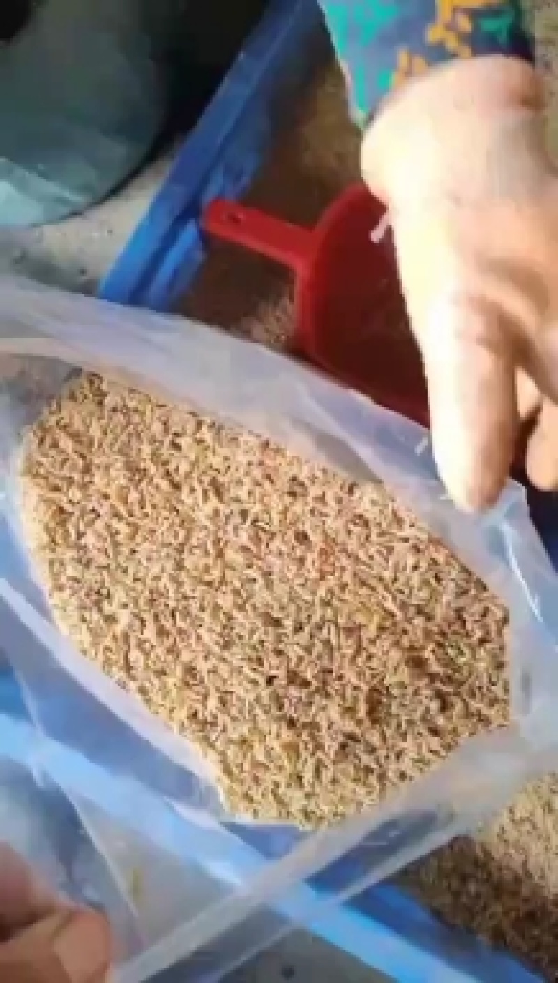 蝇蛆