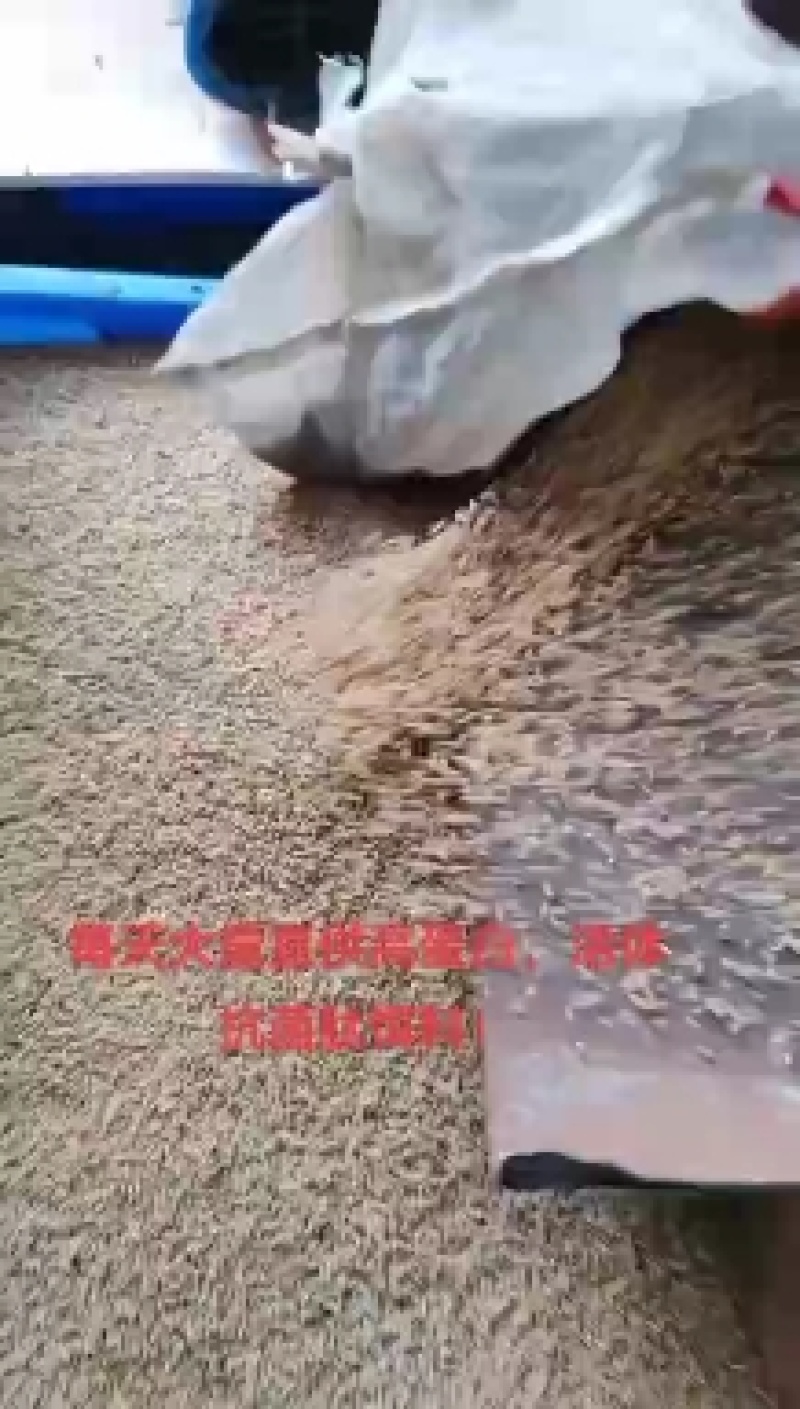 蝇蛆
