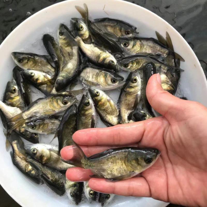 《花鲢鱼苗》大头鱼苗，胖头鱼苗，塘口直发，技术指导
