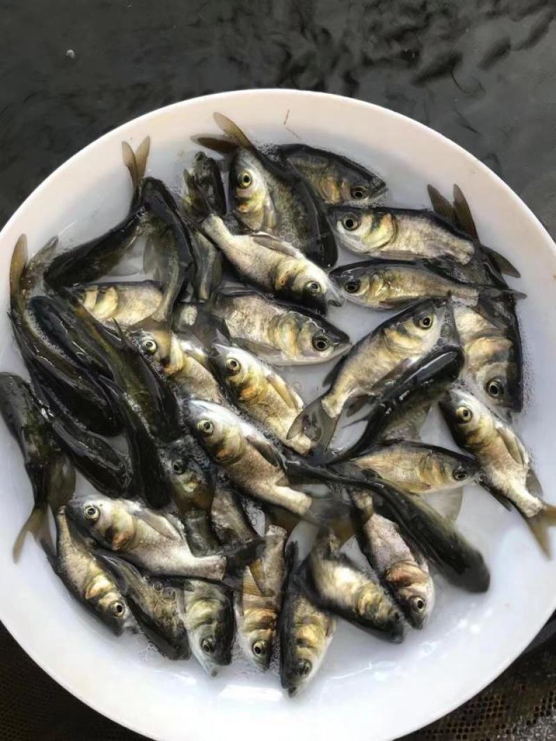 《花鲢鱼苗》大头鱼苗，胖头鱼苗，塘口直发，技术指导