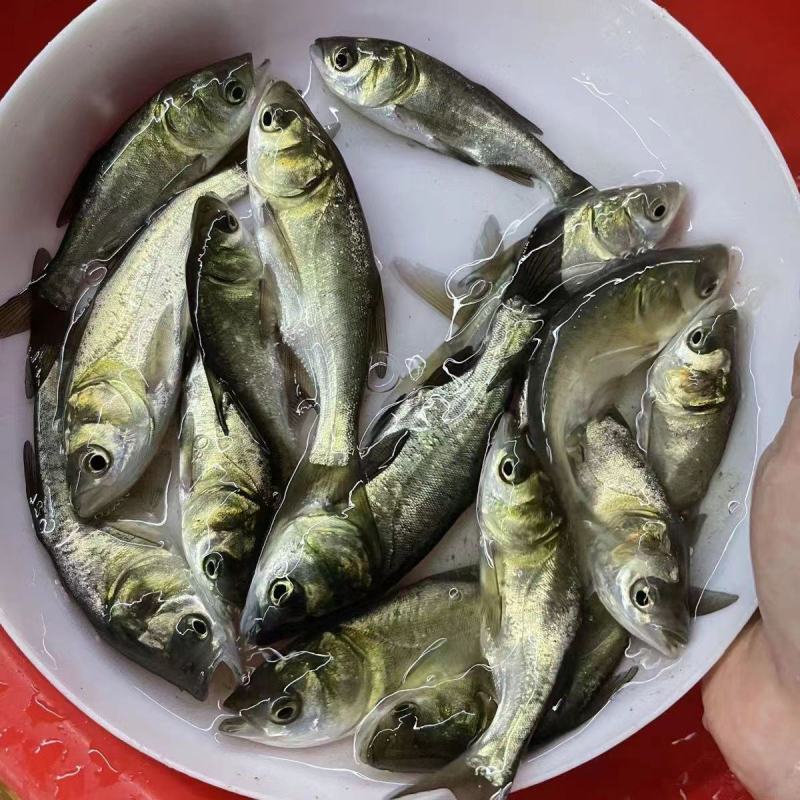 《花鲢鱼苗》大头鱼苗，胖头鱼苗，塘口直发，技术指导