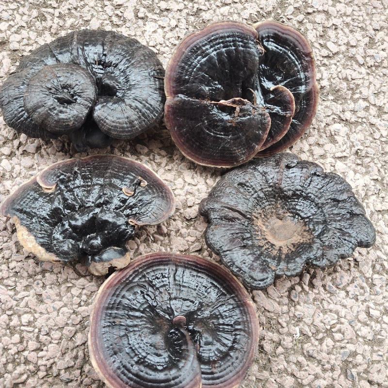 灵芝，天然产品