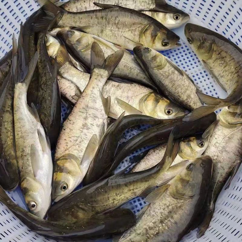 《花鲢鱼苗》大头鱼苗，胖头鱼苗，塘口直发，技术指导