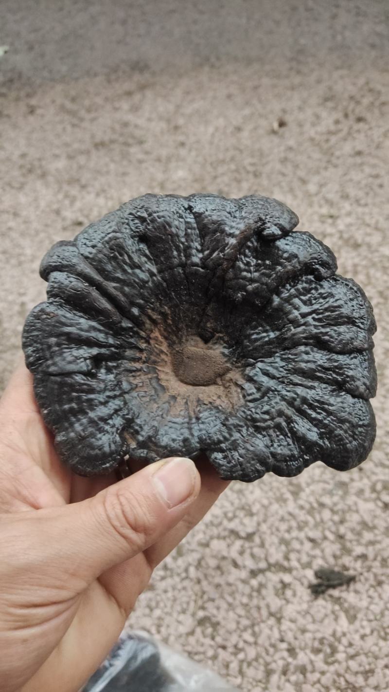 灵芝，天然产品