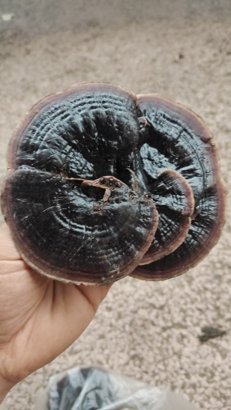 灵芝，天然产品