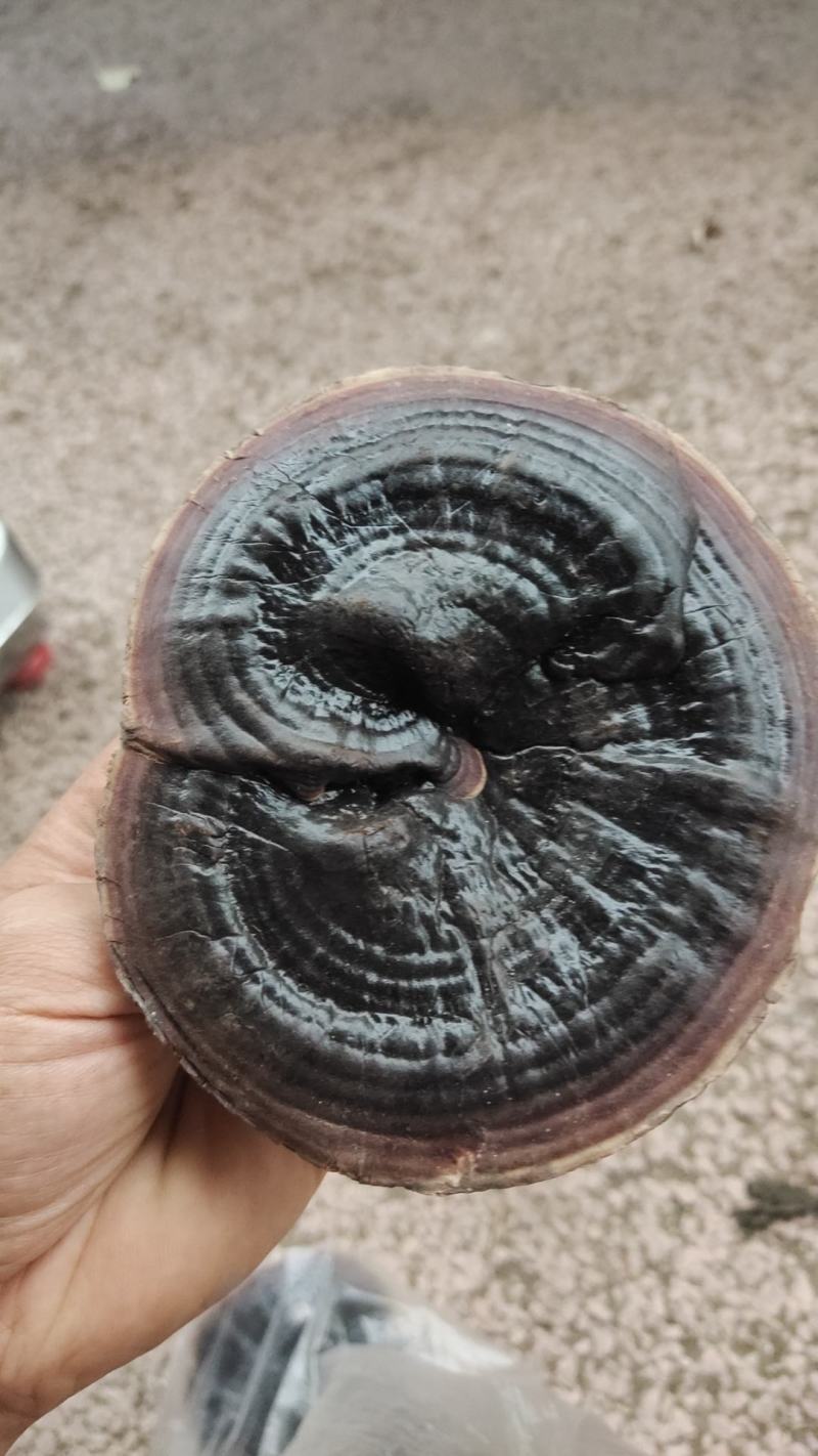 灵芝，天然产品