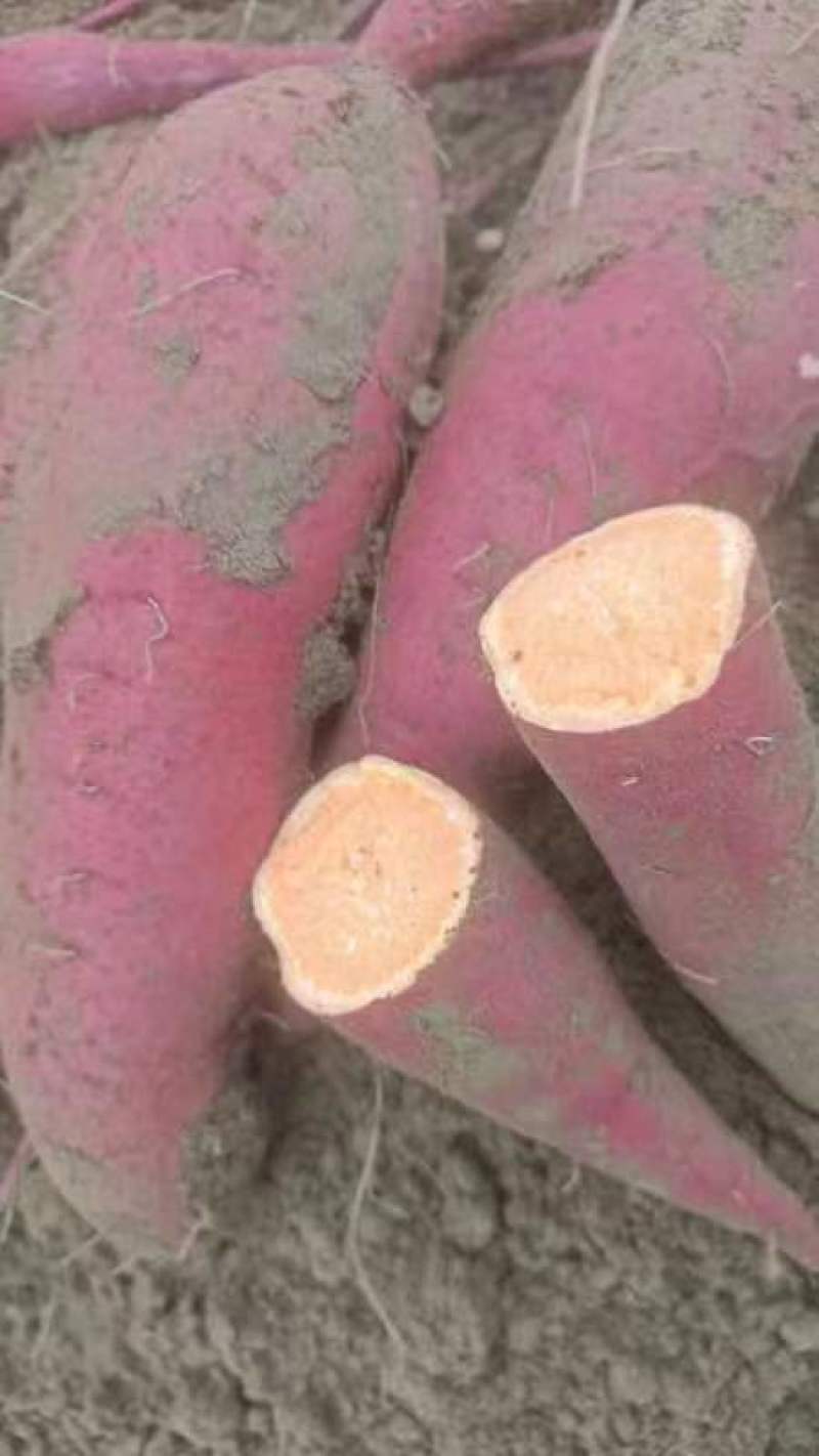 新鲜西瓜红红薯鲜挖地瓜现挖香甜糯大量上市，欢迎采购