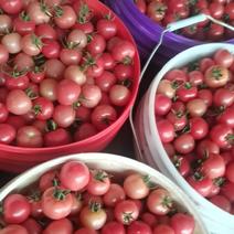 小番茄上市了，欢迎来拉每天5.6吨