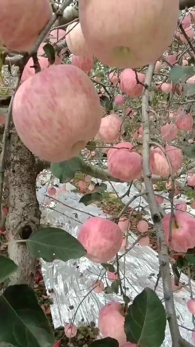洛川红富士上市了