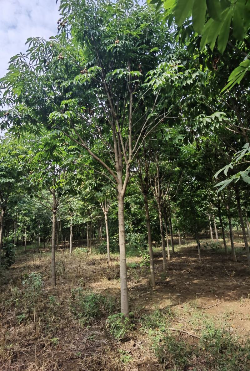 精品七叶树规格齐全基地直供货源充足品质保证全国发货