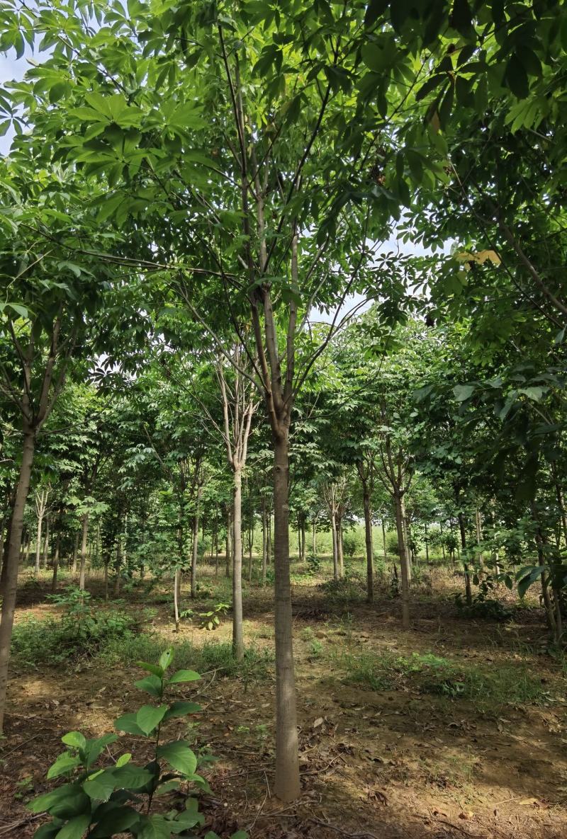 精品七叶树规格齐全基地直供货源充足品质保证全国发货