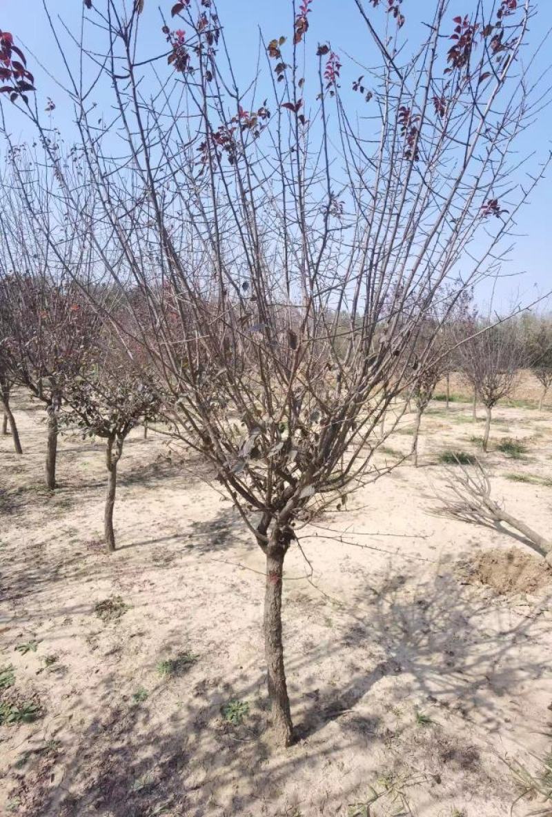 精品美人梅规格齐全价格详谈基地直供货源充足全国发货