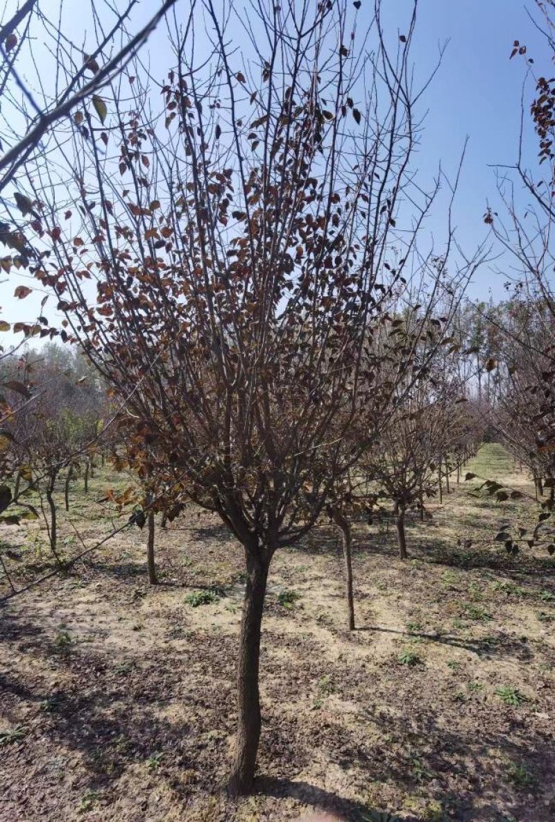 精品美人梅规格齐全价格详谈基地直供货源充足全国发货