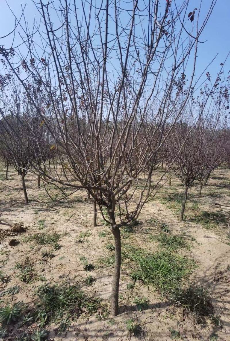 精品美人梅规格齐全价格详谈基地直供货源充足全国发货