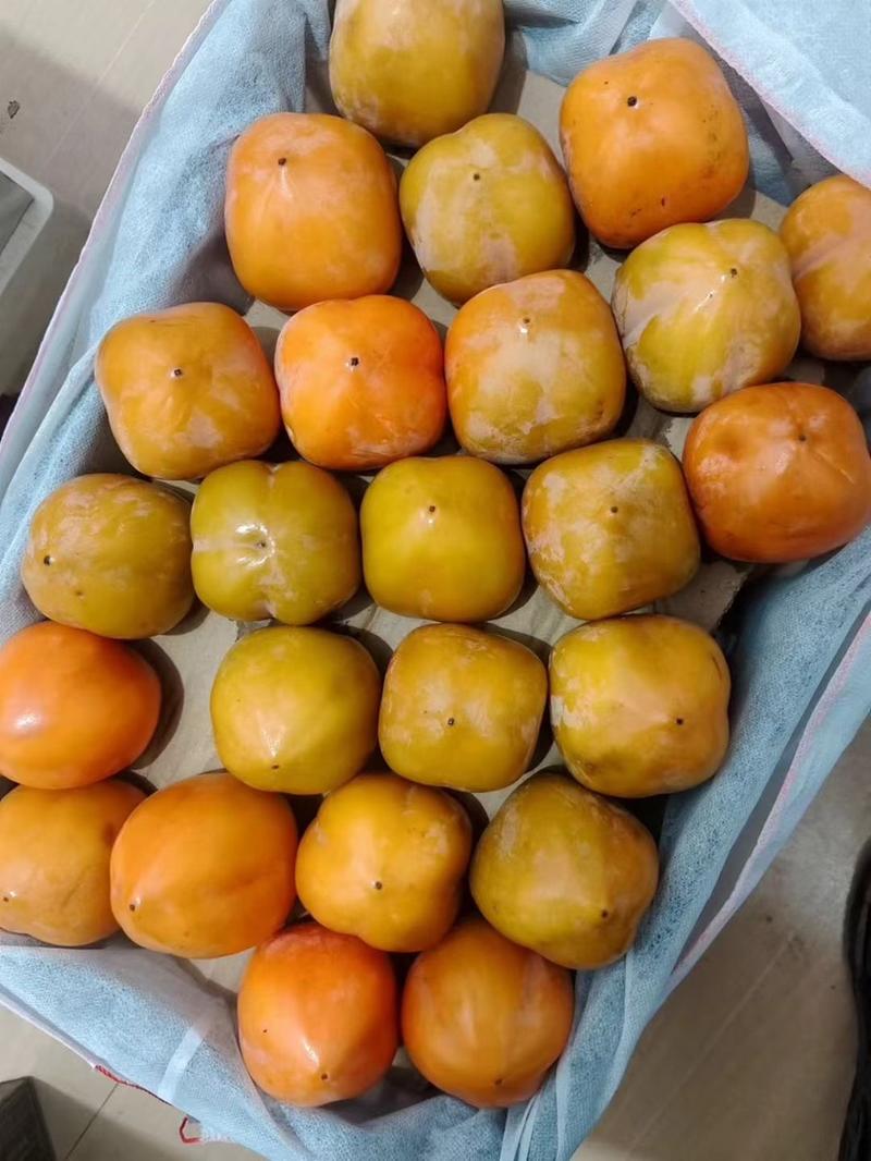 阳丰脆柿子，水果甜柿子，200万斤产地大量供应
