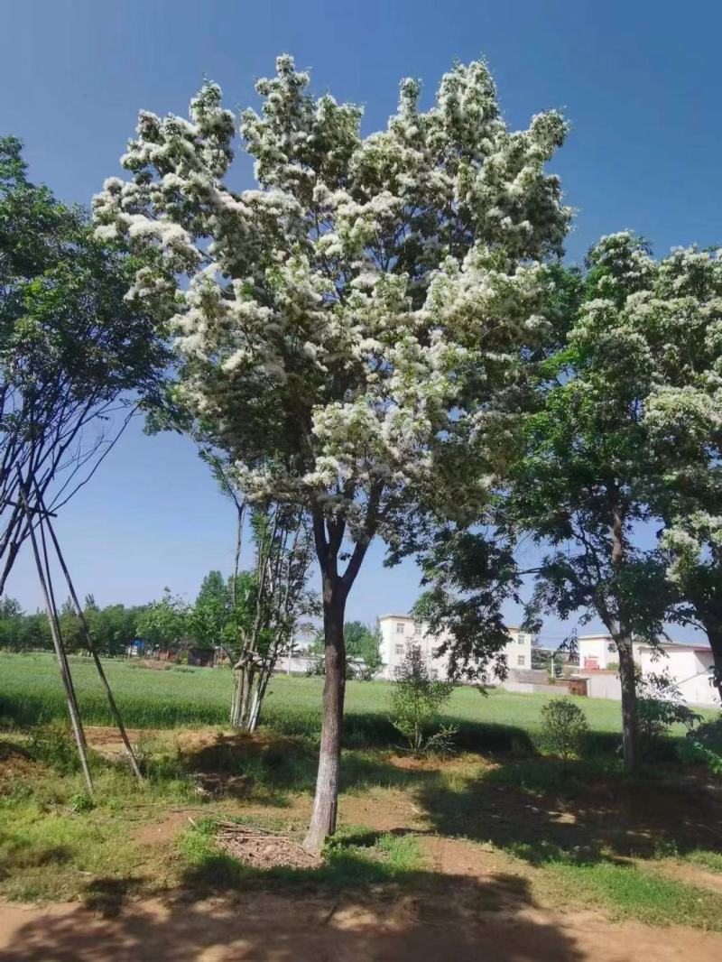 流苏树规格齐全基地直供货源充足价格优惠欢迎致电
