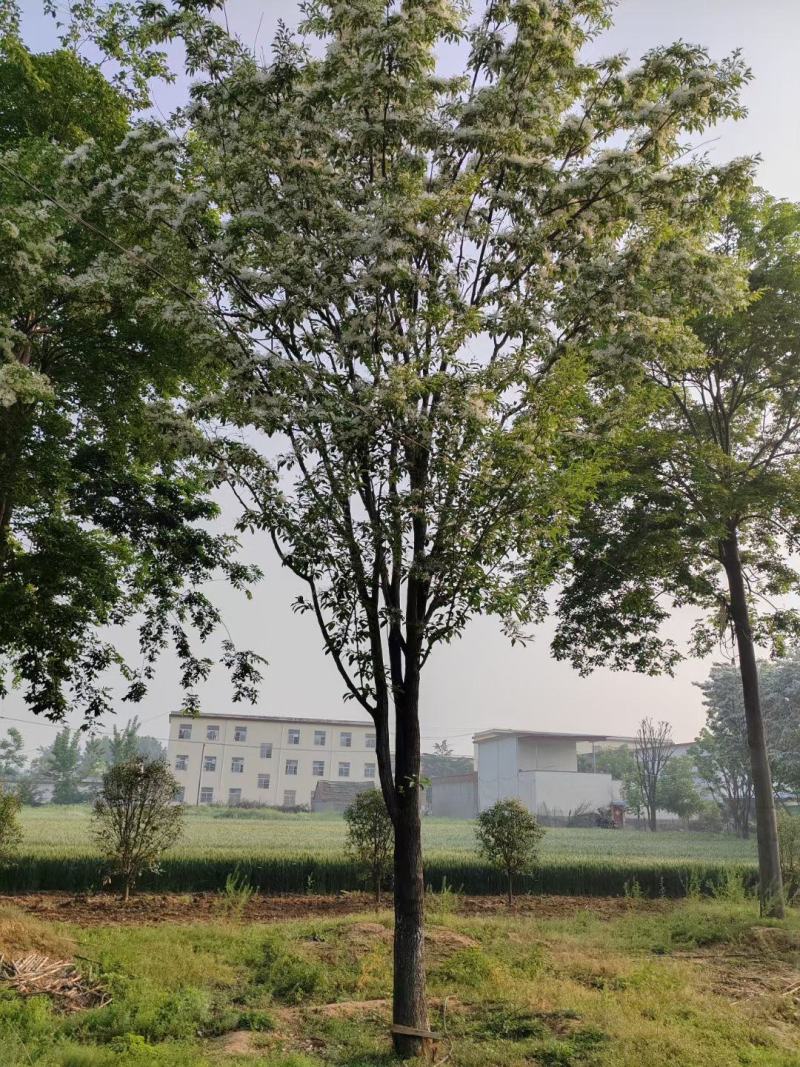 流苏树规格齐全基地直供货源充足价格优惠欢迎致电