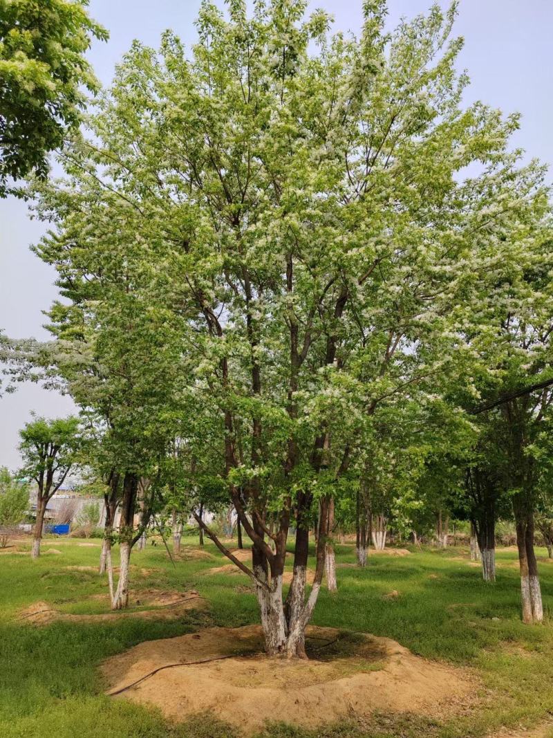 流苏树规格齐全基地直供货源充足价格优惠欢迎致电