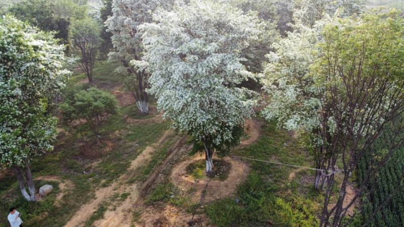 流苏树规格齐全基地直供货源充足价格优惠欢迎致电
