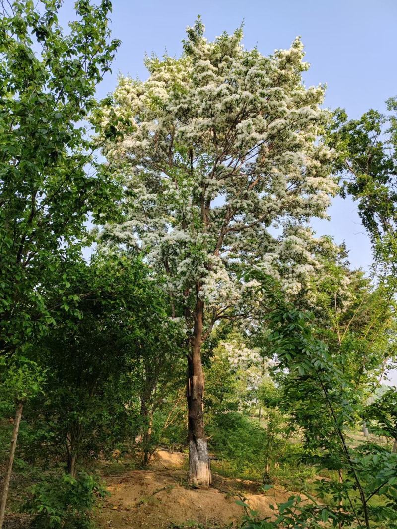 流苏树规格齐全基地直供货源充足价格优惠欢迎致电