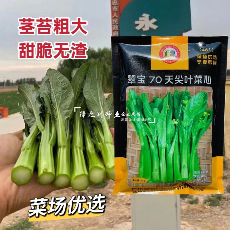 翠宝70天尖叶菜心种子苔大苔粗甜脆无渣油绿菜心种子菜苔