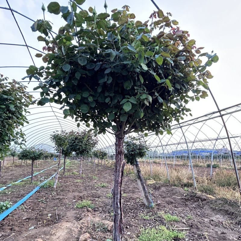 树状月季规格齐全价格电仪基地直供货源充足品质保证全国发