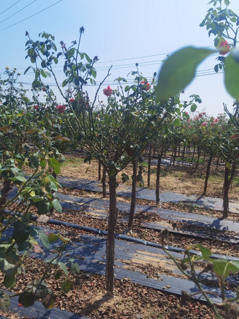 树状月季规格齐全价格电仪基地直供货源充足品质保证全国发