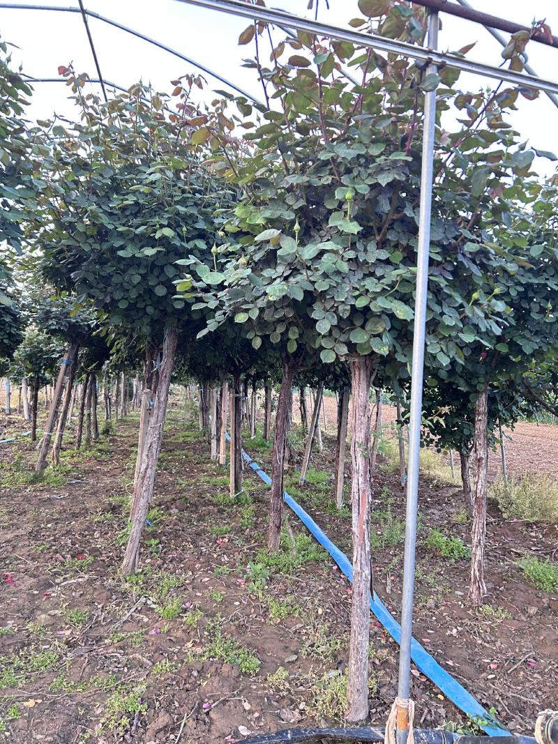 树状月季规格齐全价格电仪基地直供货源充足品质保证全国发