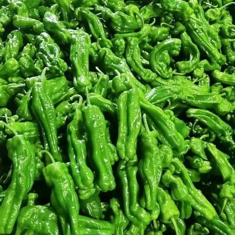 精品三青圆叶莴笋，兰陵县产地直发，价格不高，大量有货