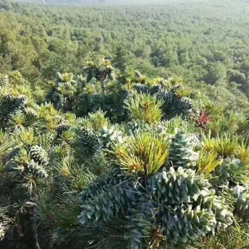 长白山特产红松子