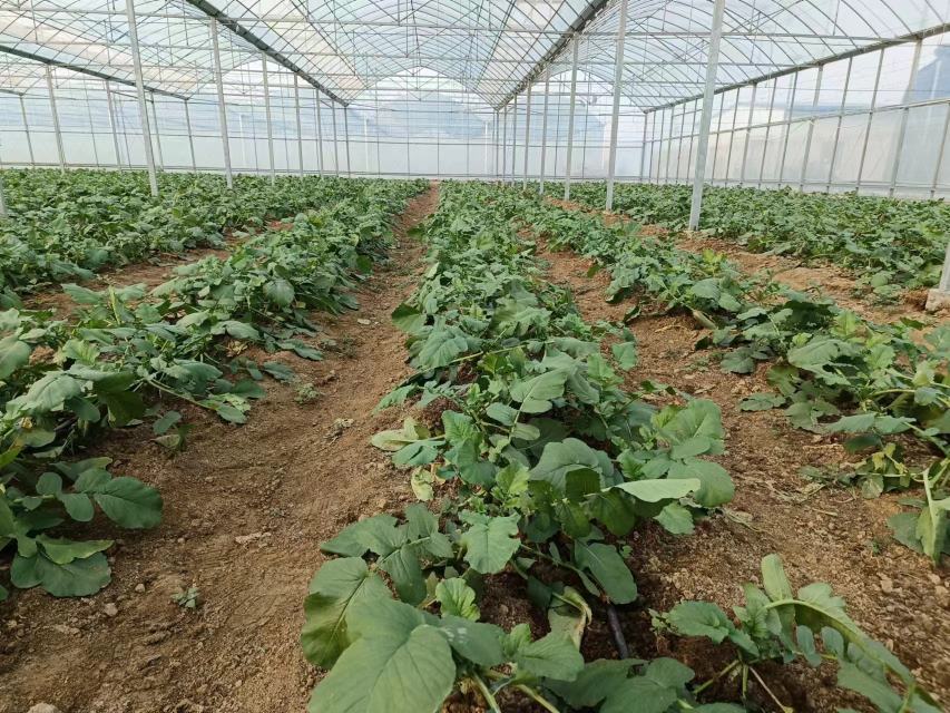 不同地区冬萝卜播种时间对照表