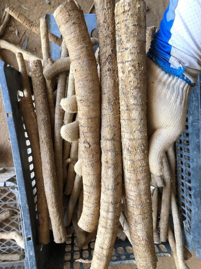 牛大力木质根鲜货新鲜牛大力中大叶品种粉薯木质根各种规格