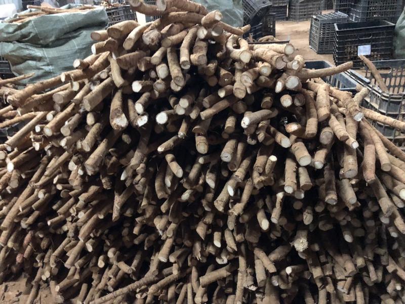 牛大力木质根鲜货新鲜牛大力中大叶品种粉薯木质根各种规格