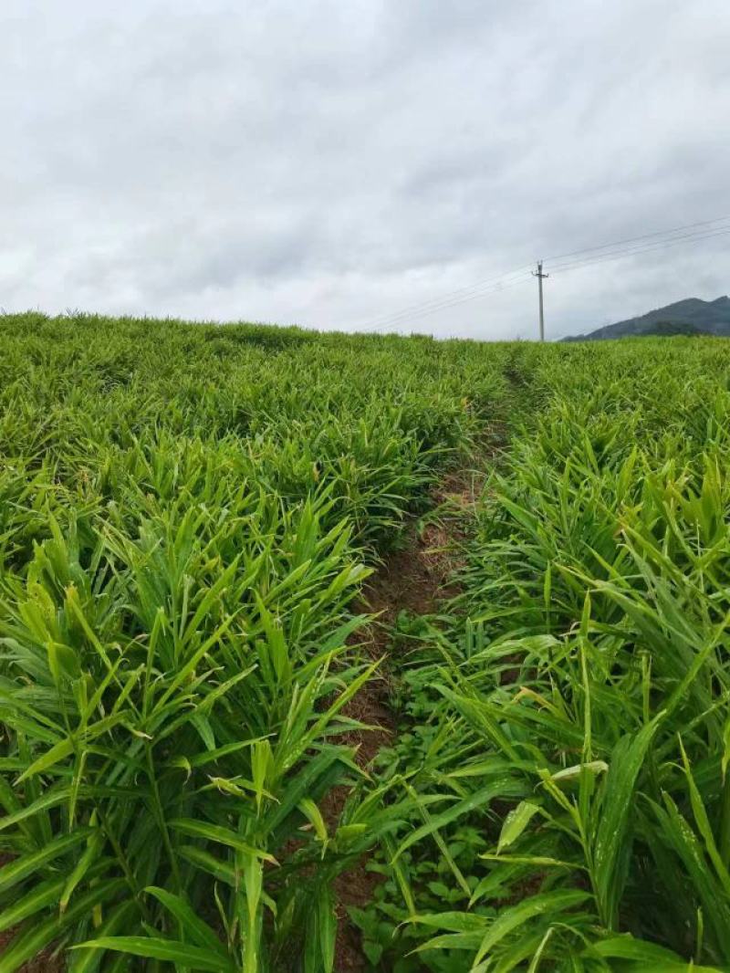 高原二黄姜