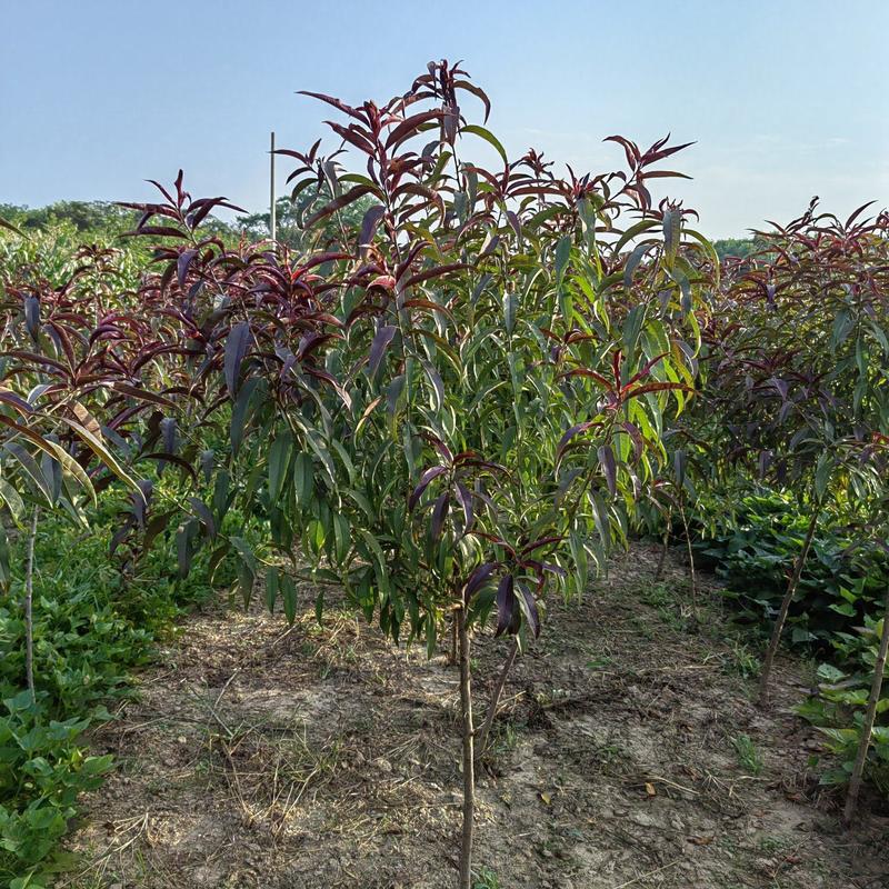 河北省保定市博野县城东镇里村奥森苗圃场正在出售碧桃苗