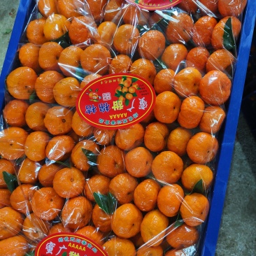 广西棉橘产地直发诚信代办货量足欢迎老板前来咨询订购