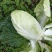 恩施市高山黄心大白菜