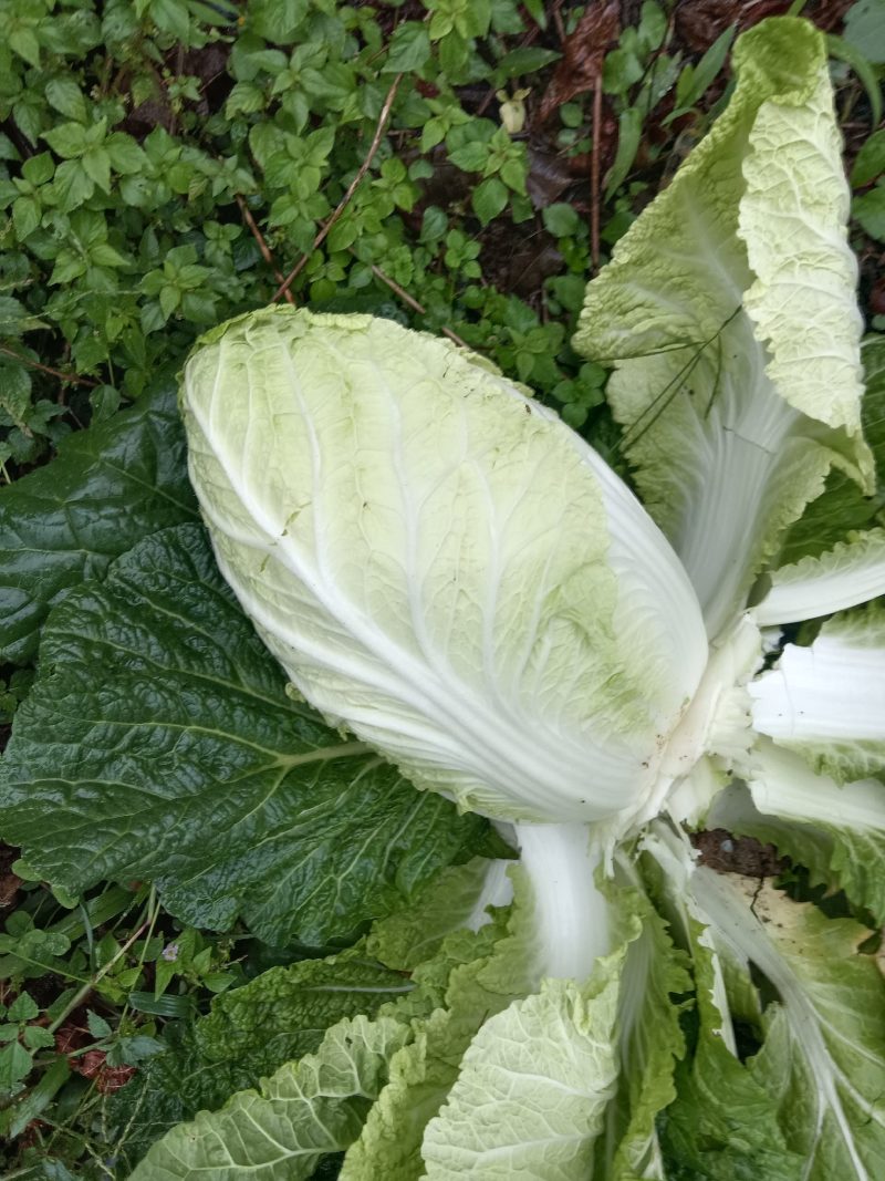 恩施市高山黄心大白菜