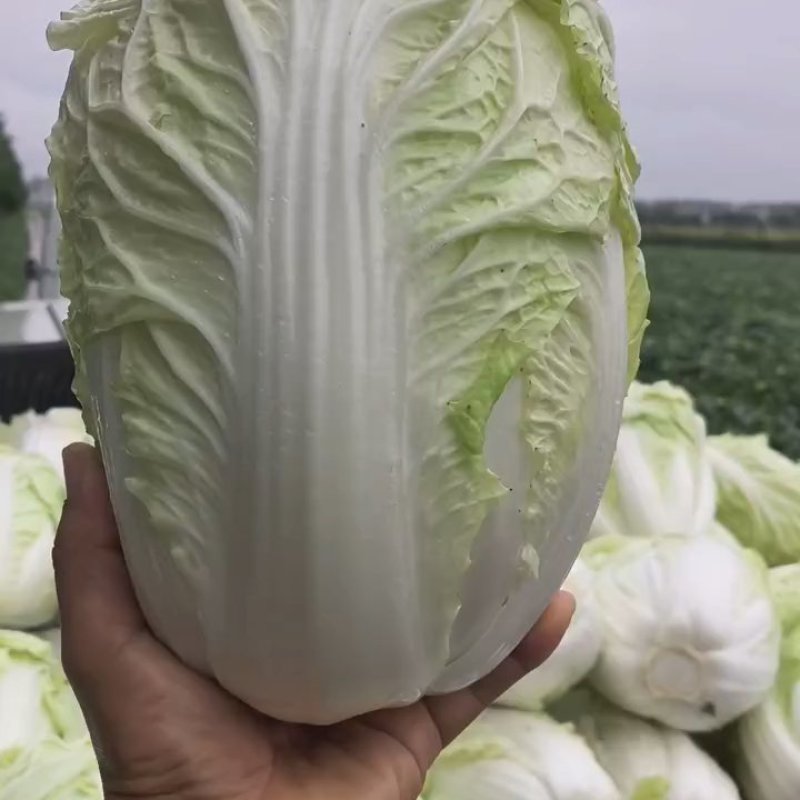 【实力供货】万亩夏阳白菜一手货源物美价廉可对接商超