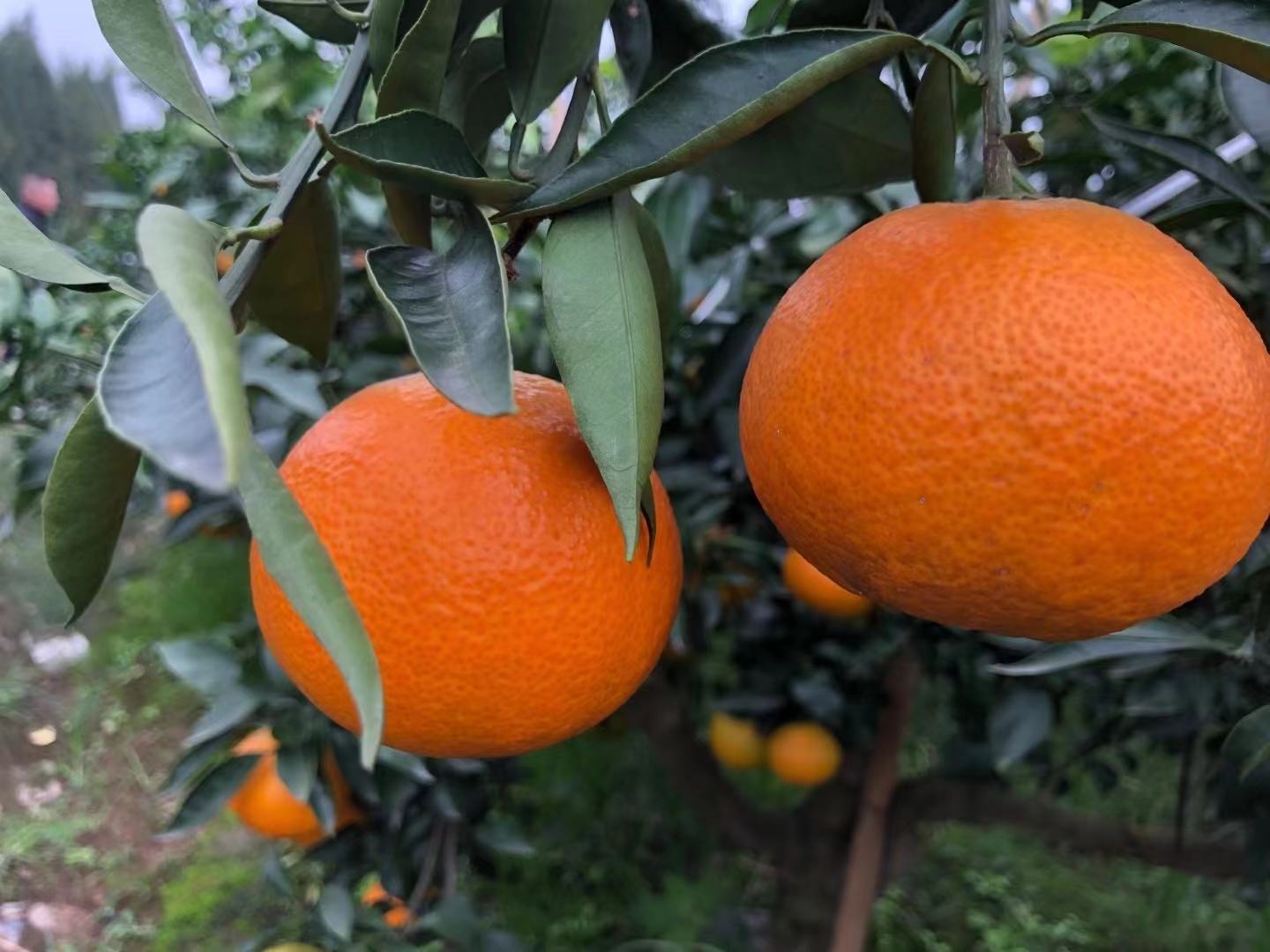 爱媛橙切开果肉图