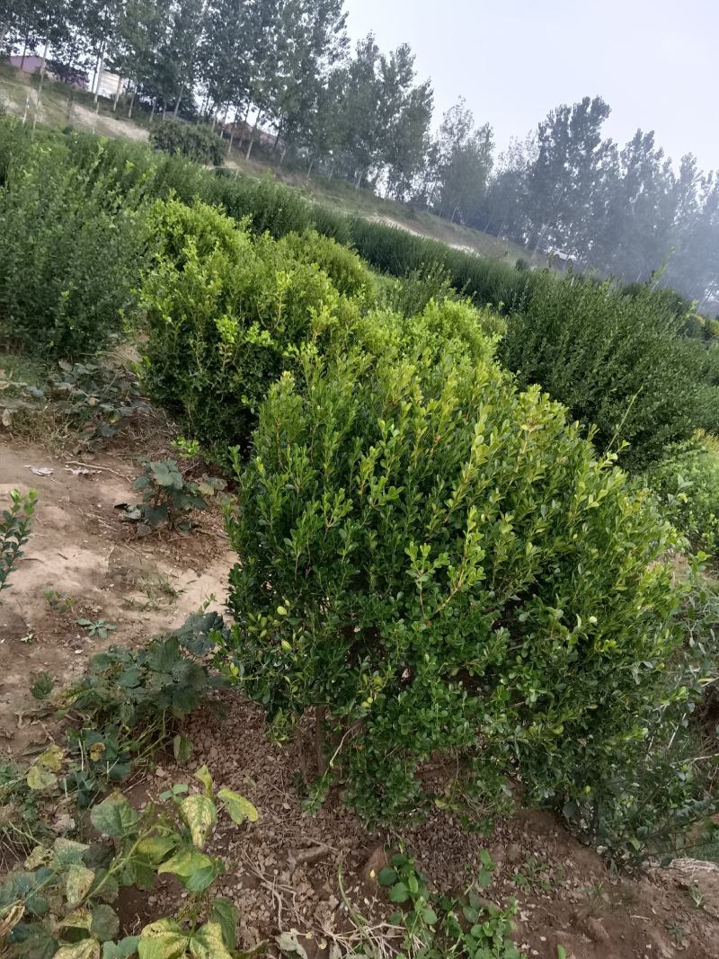 瓜子黄杨球，