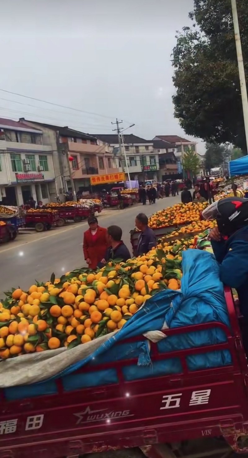 精品高山蜜橘，颜色好质量好，汁多无渣，无籽，