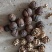 漾濞县大泡核桃甜菠萝果4..8一斤