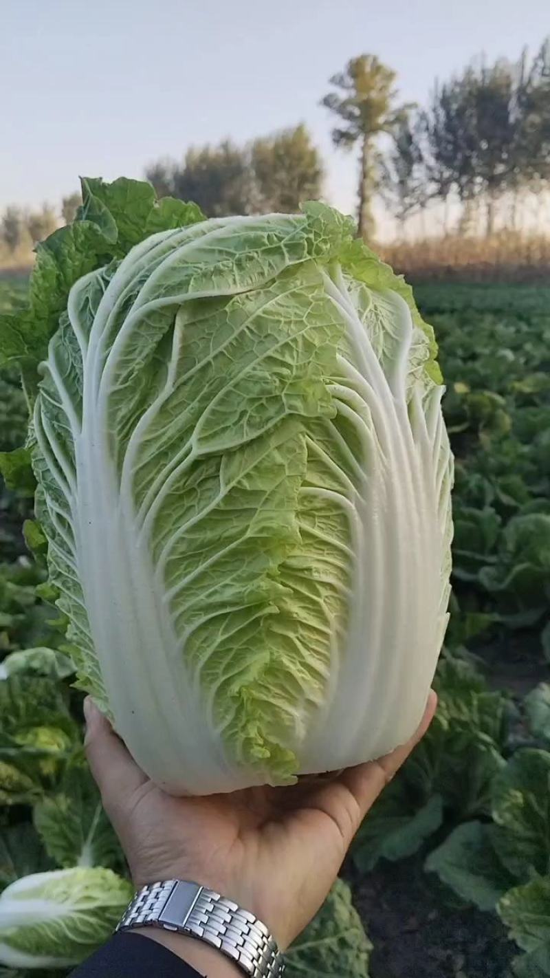 白菜，吉林黄心白菜，产地直发，实力代办，保质保量